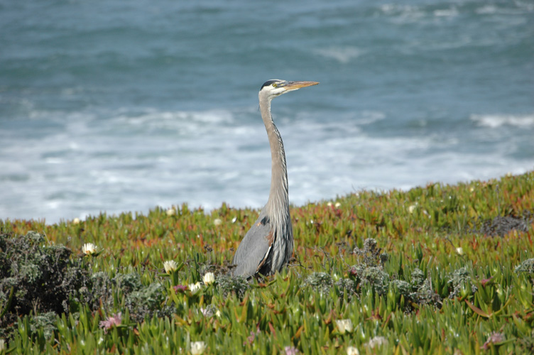 Upper Fiscalini Trail 030.jpg